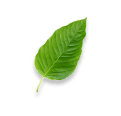 Single Kratom leave View 2