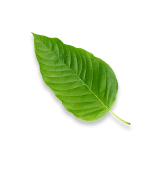Single Kratom leave