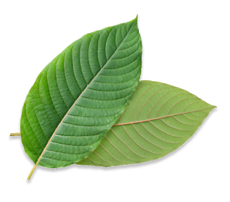 Two Kratom leaves view 1