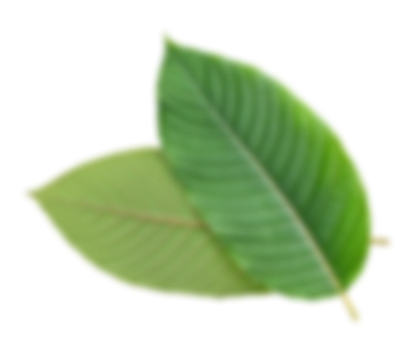 Two Kratom leaves