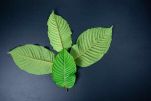 Green Kratom vs White Kratom: Understanding the Key Differences