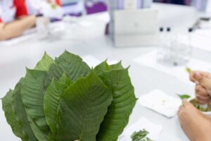 How to Identify the Best Kratom Vendors